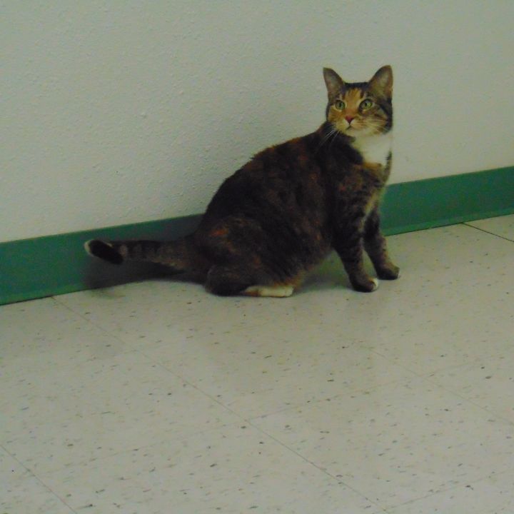 Taylor, an adoptable Tabby & Calico Mix in Cincinnati, OH_image-2
