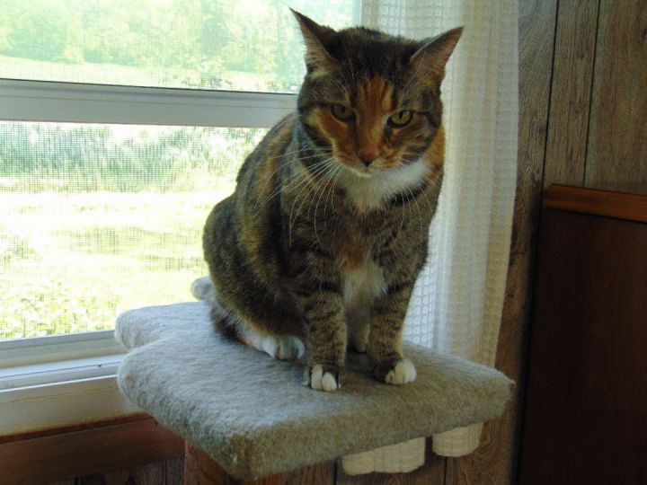 Taylor, an adoptable Tabby & Calico Mix in Cincinnati, OH_image-1