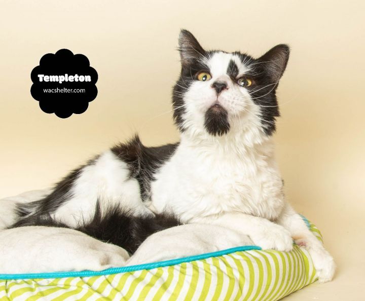 TEMPLETON, an adoptable Domestic Medium Hair in Wyandotte, MI_image-1