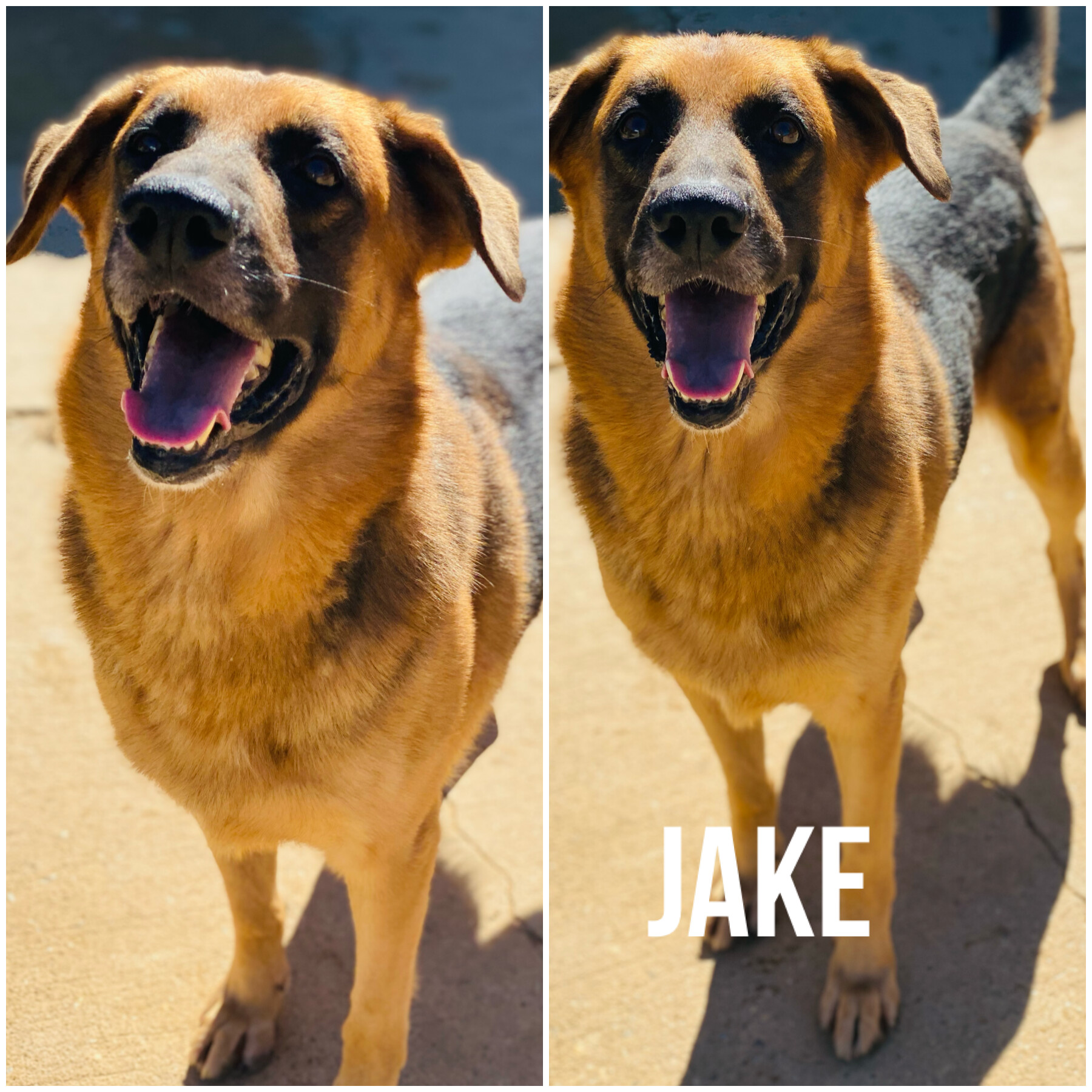 Jake, an adoptable German Shepherd Dog, Hound in Auburn, AL, 36830 | Photo Image 1