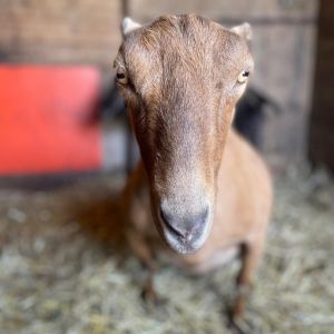Mocha, Adult Female unknown