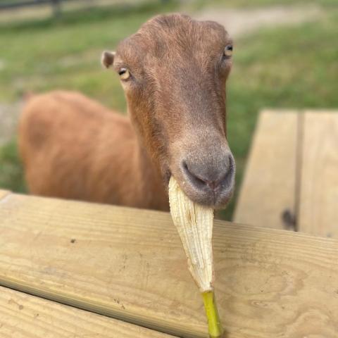 Mocha, an adoptable Goat in Middletown, NY_image-2