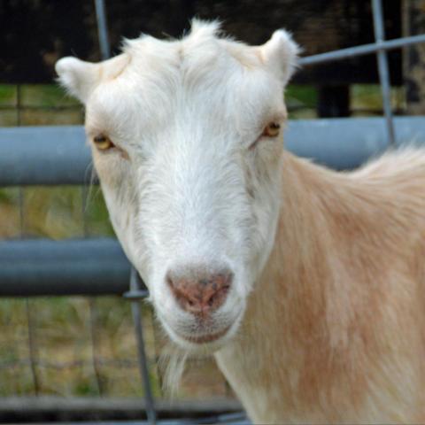 Tinker Baaahill, an adoptable Goat in Middletown, NY_image-1