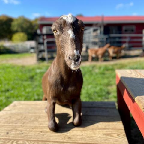 Billy Barbara, an adoptable Goat in Middletown, NY_image-1