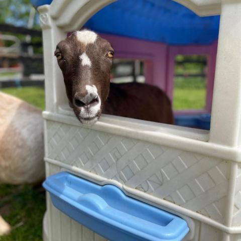 Billy Barbara, an adoptable Goat in Middletown, NY_image-2