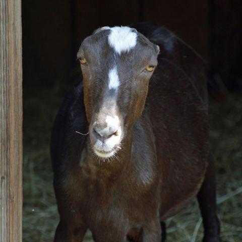 Billy Barbara, an adoptable Goat in Middletown, NY_image-4