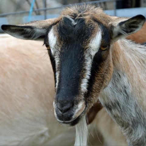 McGoatface, an adoptable Goat in Middletown, NY_image-1