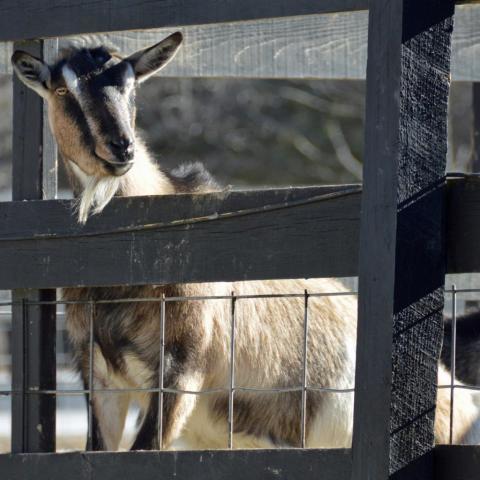 McGoatface, an adoptable Goat in Middletown, NY_image-2