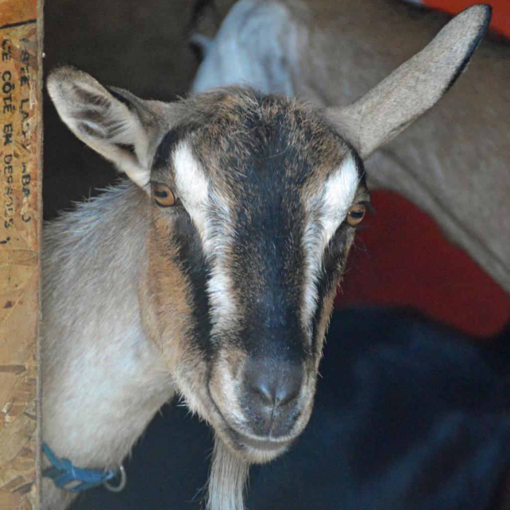 Sunshine (aka McGoatface)