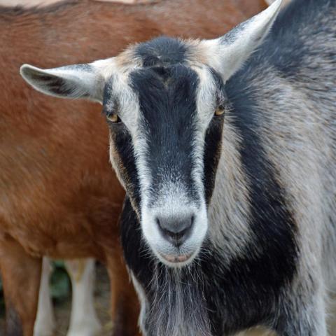 Nanny McPhee, an adoptable Goat in Middletown, NY_image-1