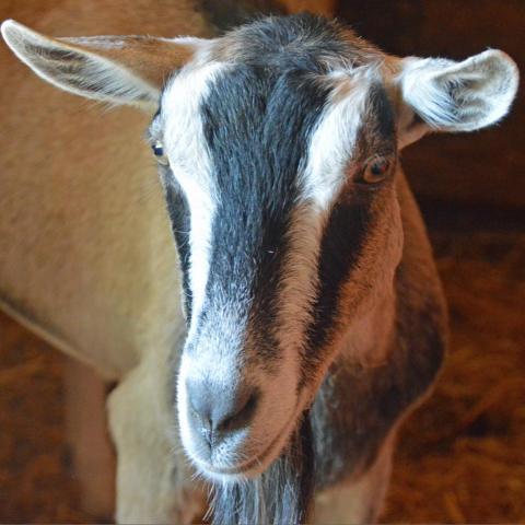 Nanny McPhee, an adoptable Goat in Middletown, NY_image-3