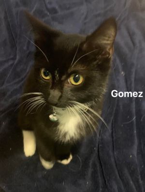 Gomez