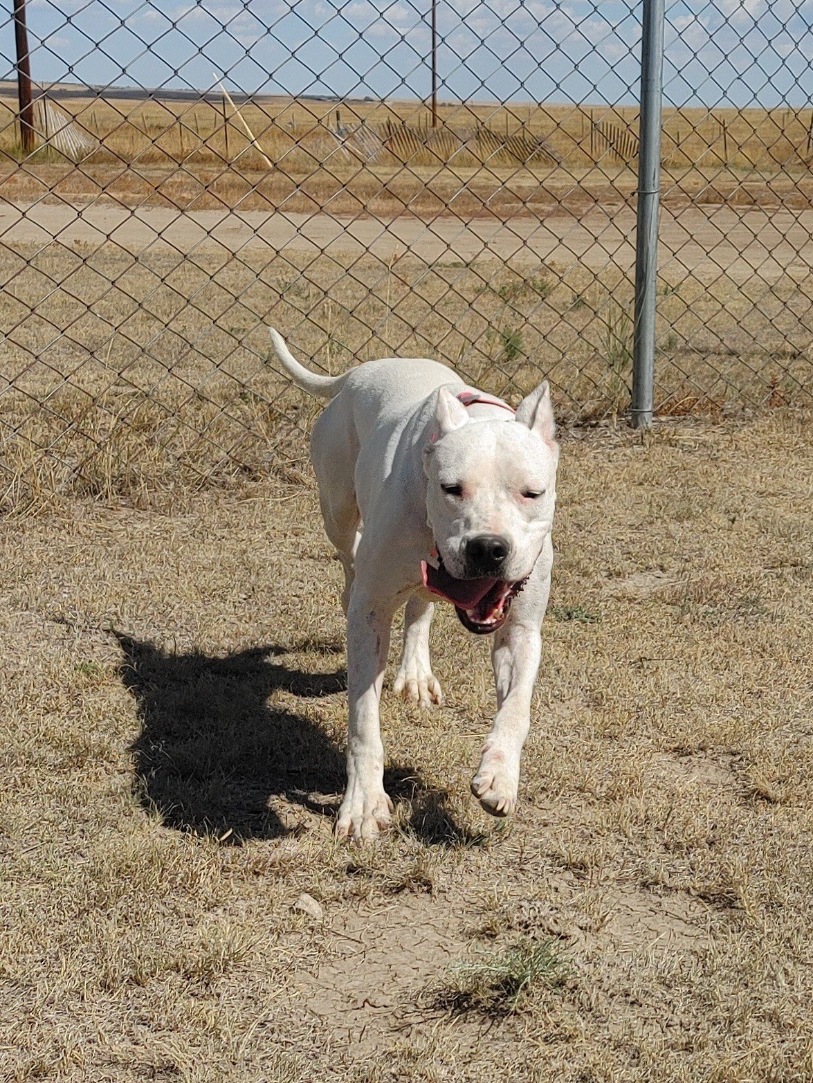 Shasta, an adoptable Dogo Argentino in Yoder, CO, 80864 | Photo Image 1