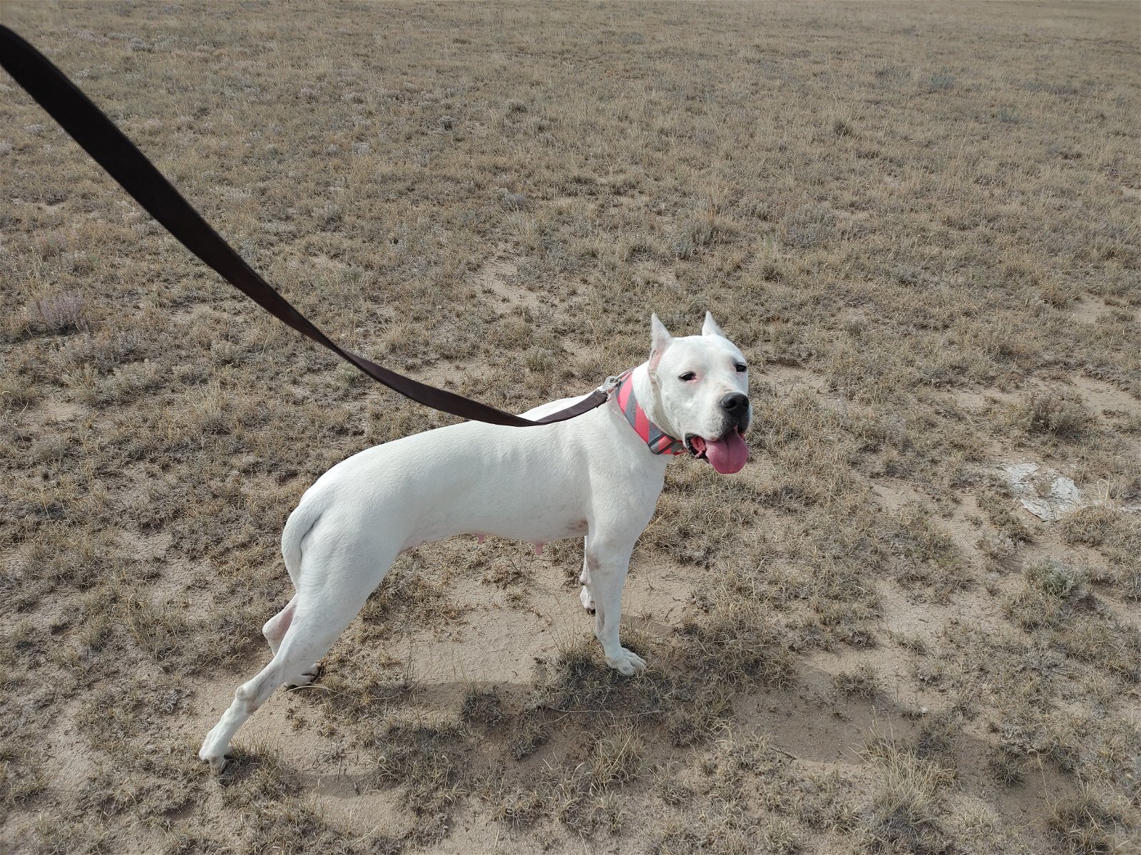 Shasta, an adoptable Dogo Argentino in Yoder, CO, 80864 | Photo Image 2