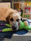 Gertie 
