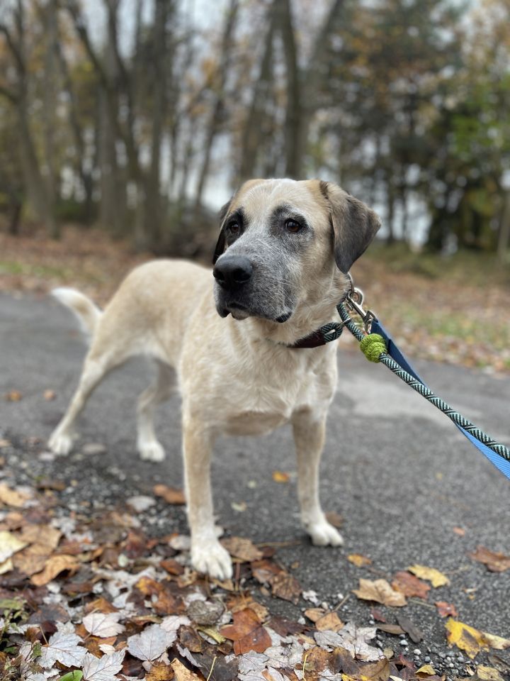 Gertie , an adoptable Anatolian Shepherd Mix in Highland, MD_image-3