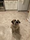Gertie 