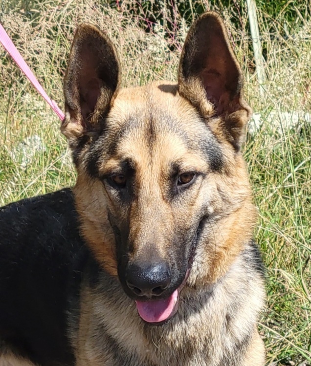 Sonny, an adoptable German Shepherd Dog in Tucson, AZ, 85731 | Photo Image 1