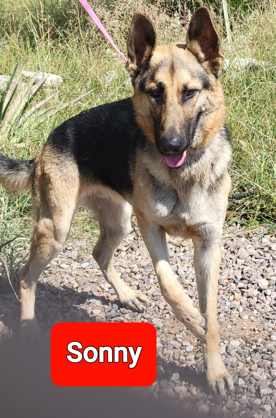 Sonny, an adoptable German Shepherd Dog in Tucson, AZ, 85731 | Photo Image 2