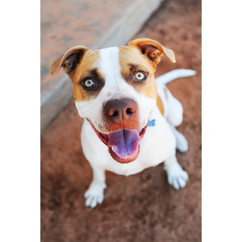 Yamaha, an adoptable Pit Bull Terrier in Kanab, UT, 84741 | Photo Image 1