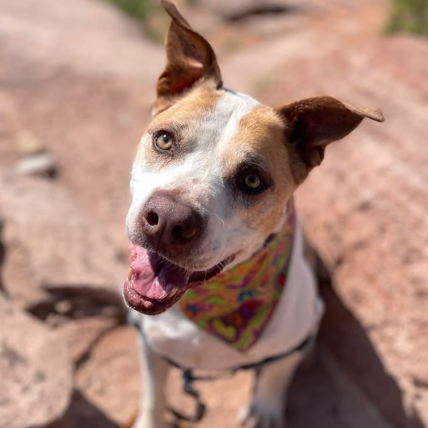 Yamaha, an adoptable Pit Bull Terrier in Kanab, UT, 84741 | Photo Image 1