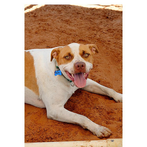 Yamaha, an adoptable Pit Bull Terrier Mix in Kanab, UT_image-2