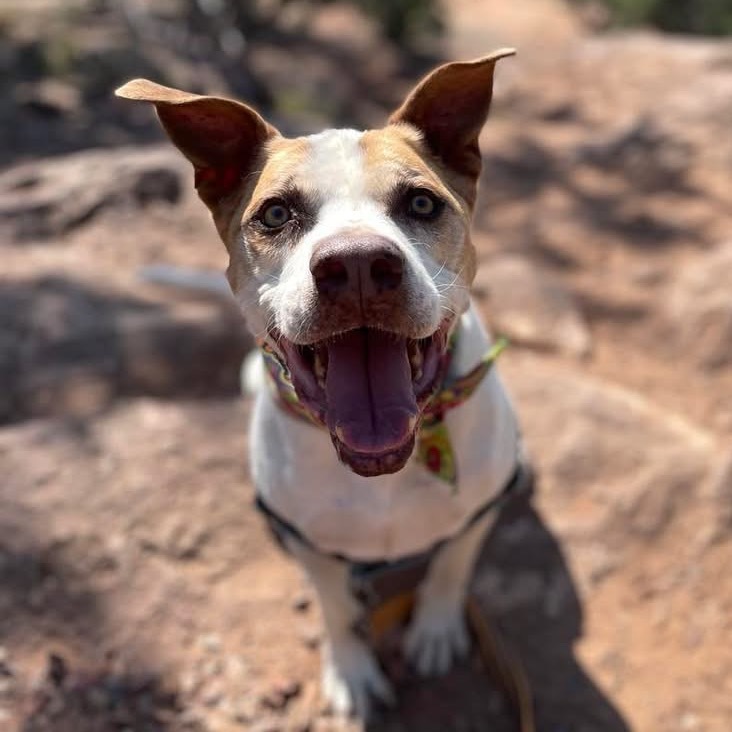Yamaha, an adoptable Pit Bull Terrier in Kanab, UT, 84741 | Photo Image 5