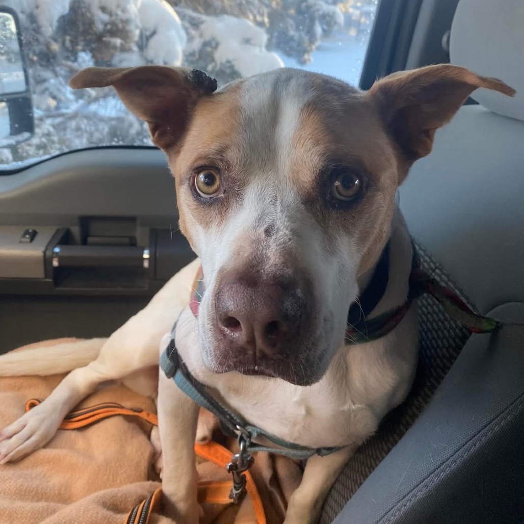 Yamaha, an adoptable Pit Bull Terrier in Kanab, UT, 84741 | Photo Image 6