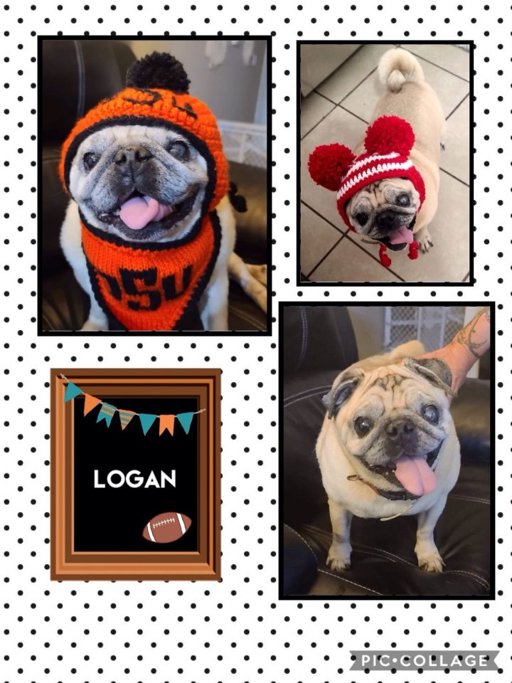 Logan, an adoptable Pug in Norman, OK_image-1