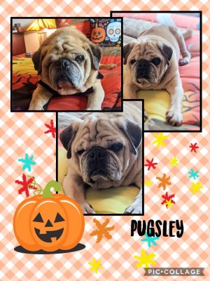 Pugsley