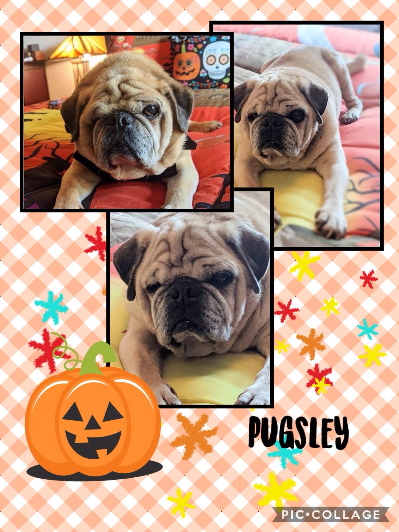 Pugsley detail page