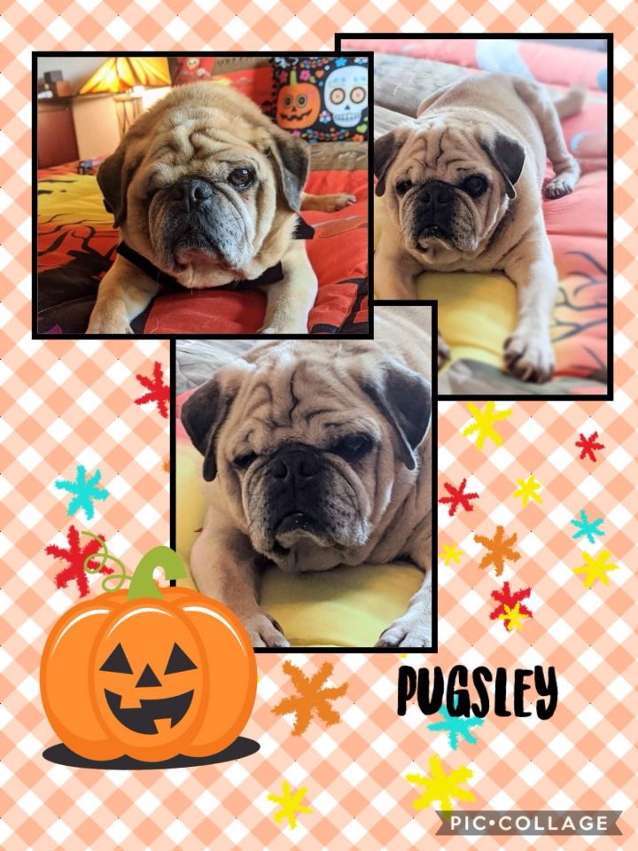 Pugsley 1