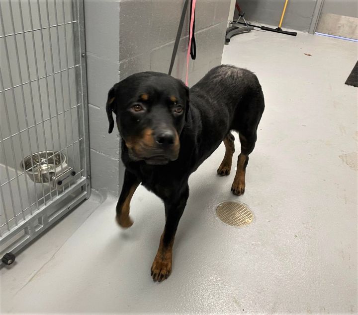 River, an adopted Rottweiler in Newcastle, OK_image-5