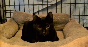 Othello Bradley 0521