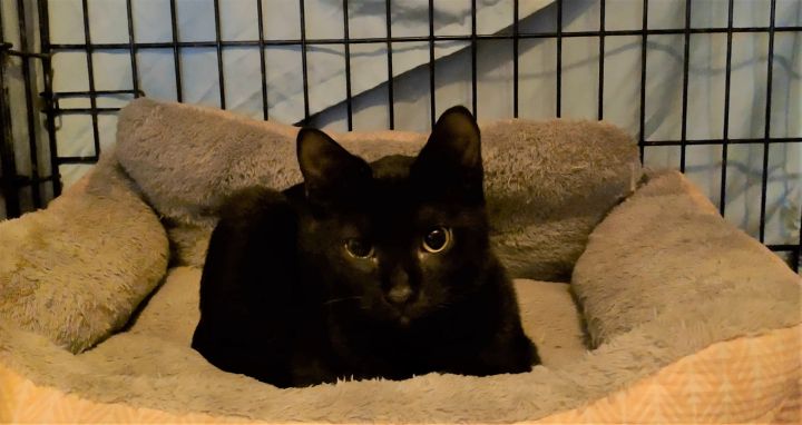 Othello Bradley 0521 1