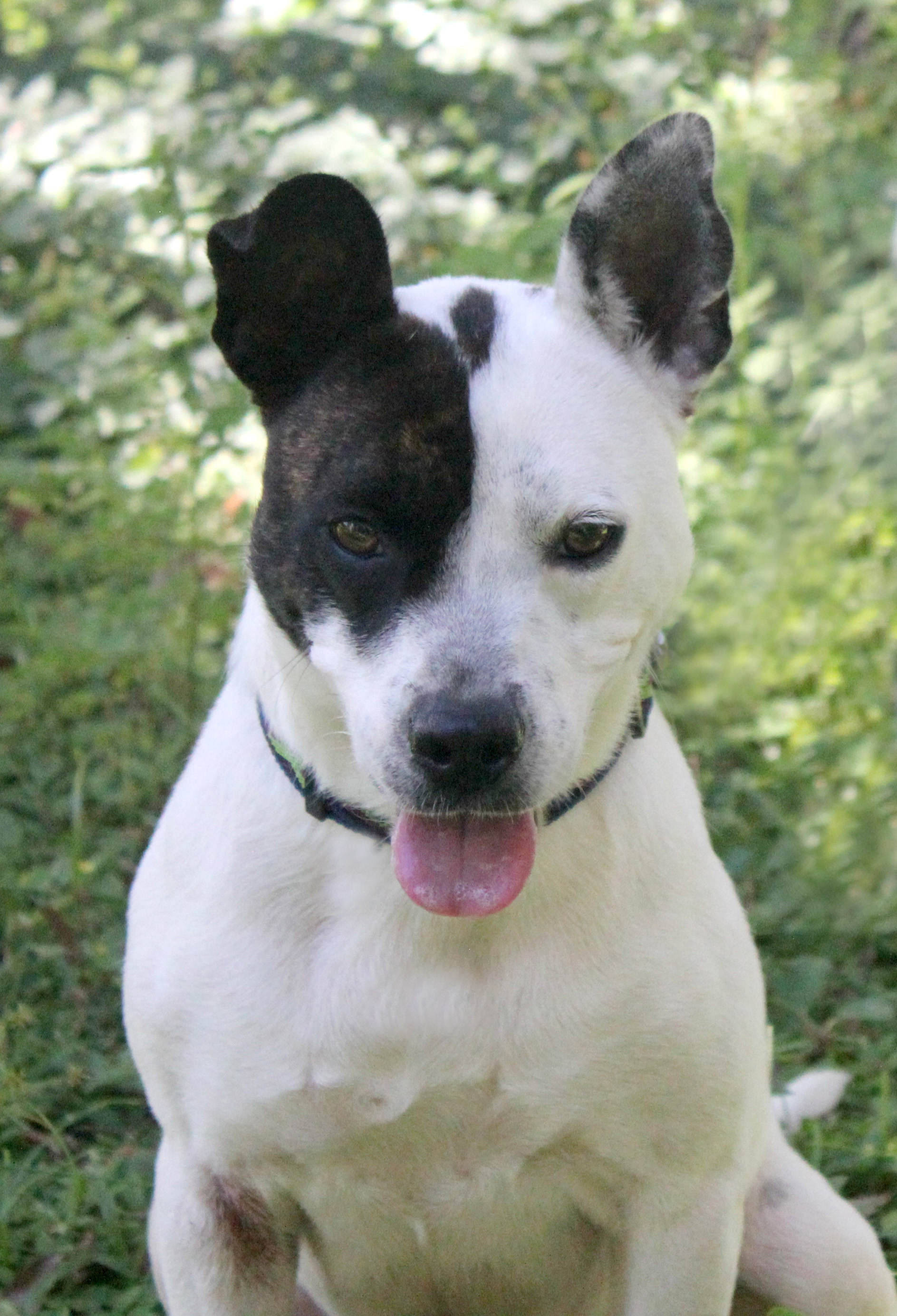 LILIBET, an adoptable Terrier in Floral City, FL, 34436 | Photo Image 1