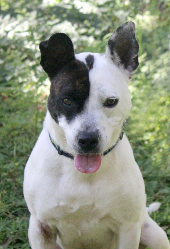 LILIBET, an adoptable Terrier Mix in Floral City, FL_image-1