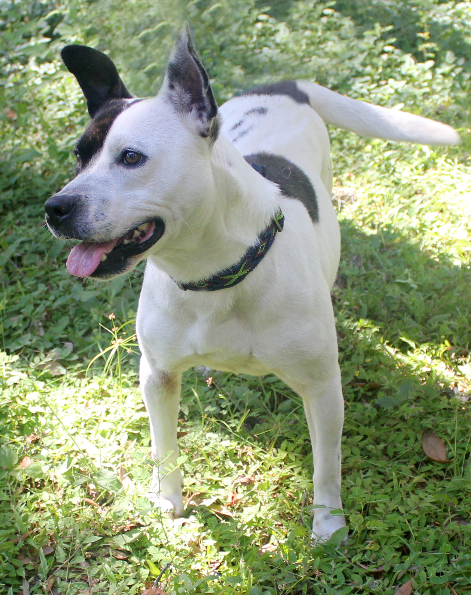 LILIBET, an adoptable Terrier in Floral City, FL, 34436 | Photo Image 2