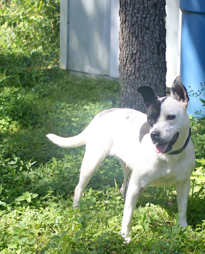 LILIBET, an adoptable Terrier Mix in Floral City, FL_image-3