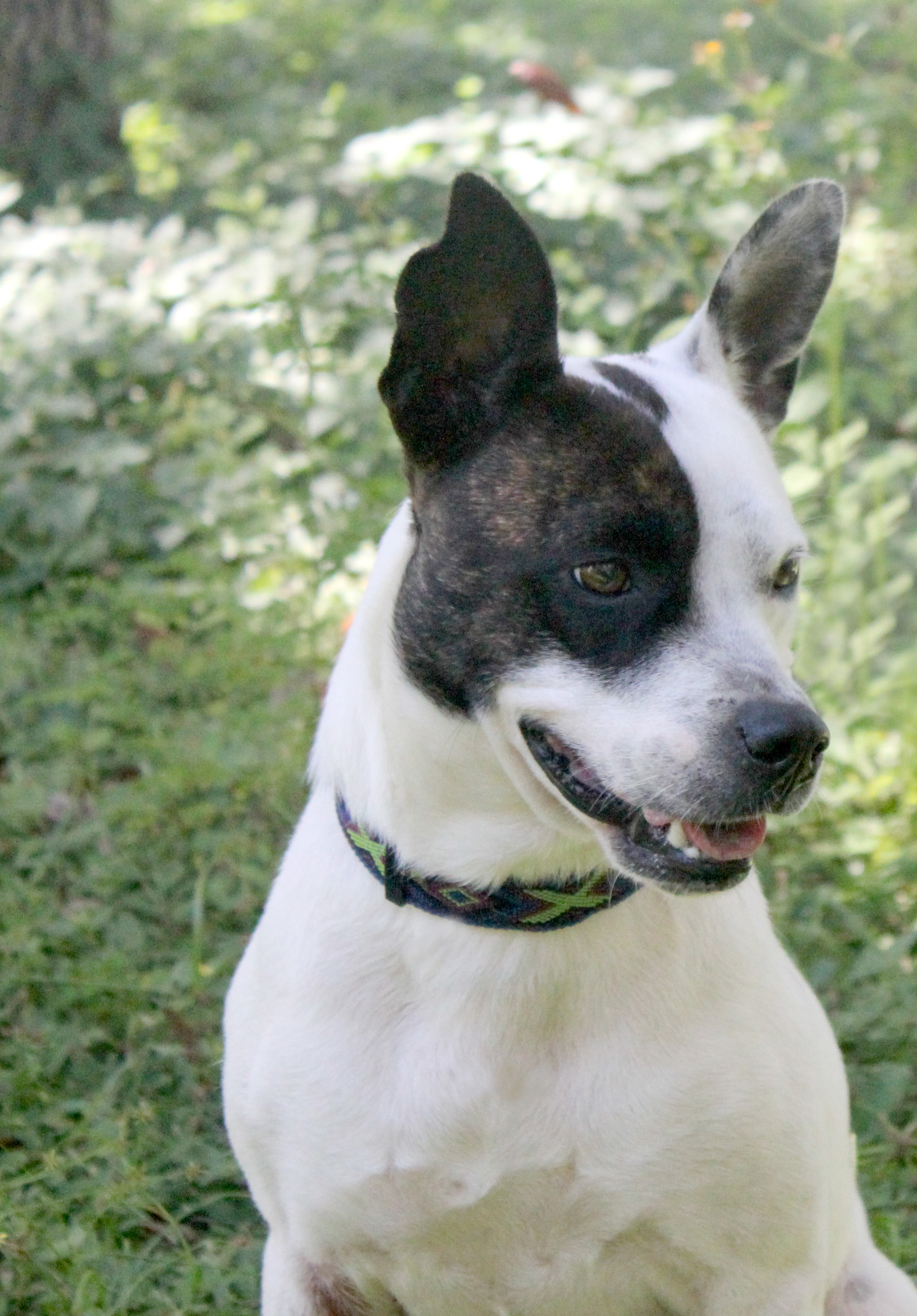 LILIBET, an adoptable Terrier in Floral City, FL, 34436 | Photo Image 5