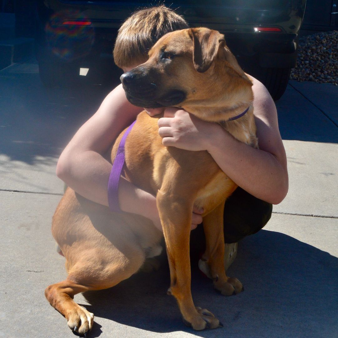 Bartholomew, an adoptable Labrador Retriever, Retriever in Evergreen, CO, 80437 | Photo Image 3