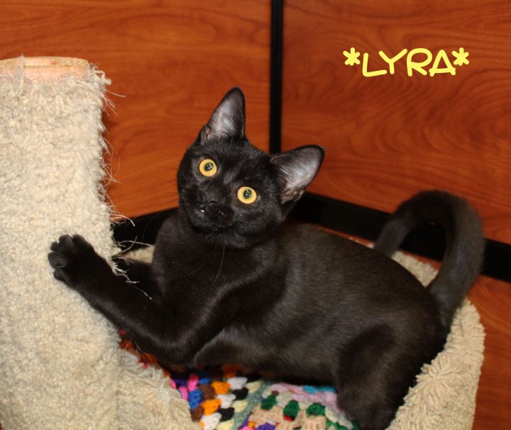 Lyra, an adopted Domestic Short Hair in Centerville, UT_image-1