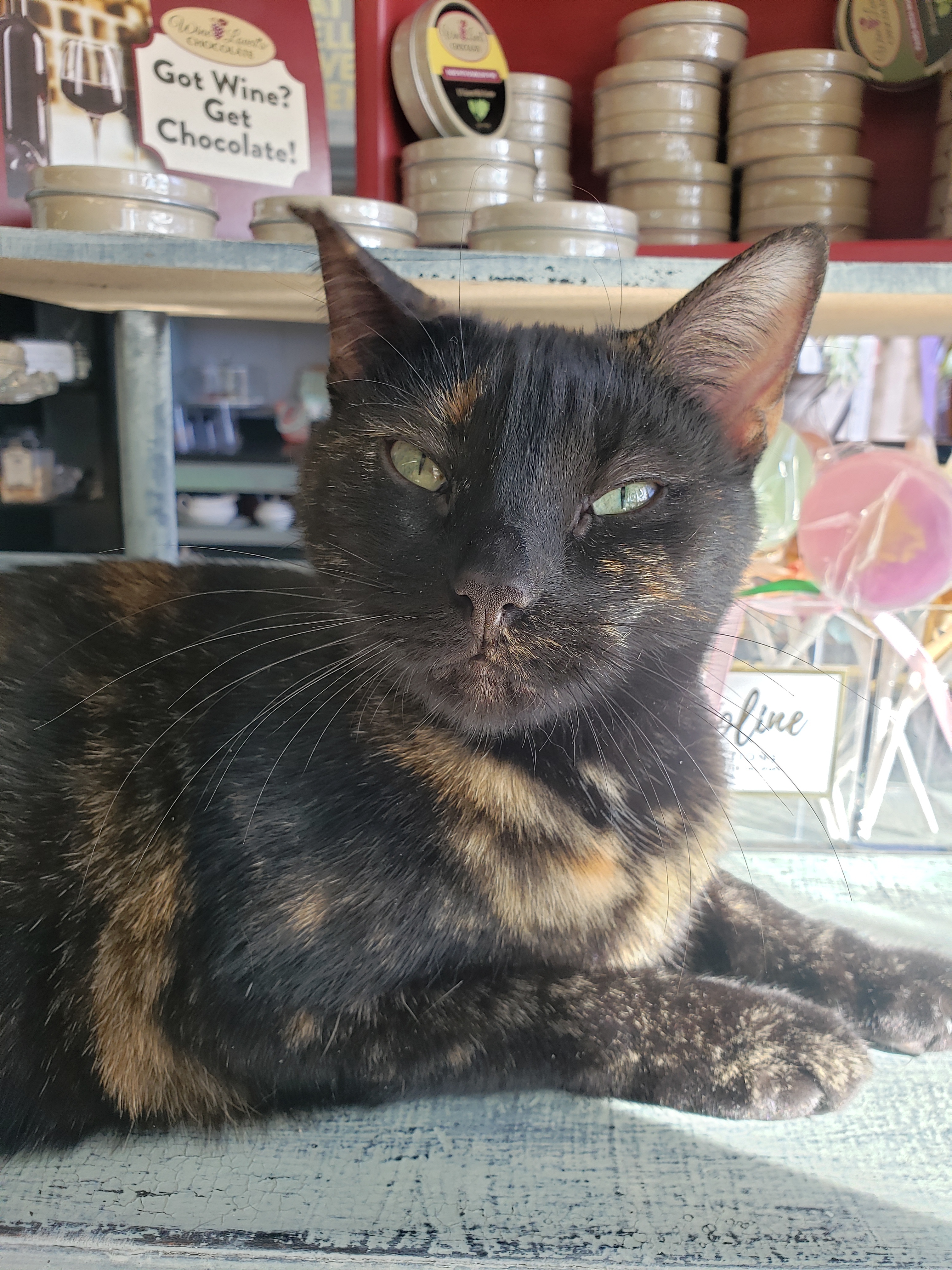 Pretty Kitty, an adoptable Domestic Short Hair in Camden, TN, 38320 | Photo Image 1
