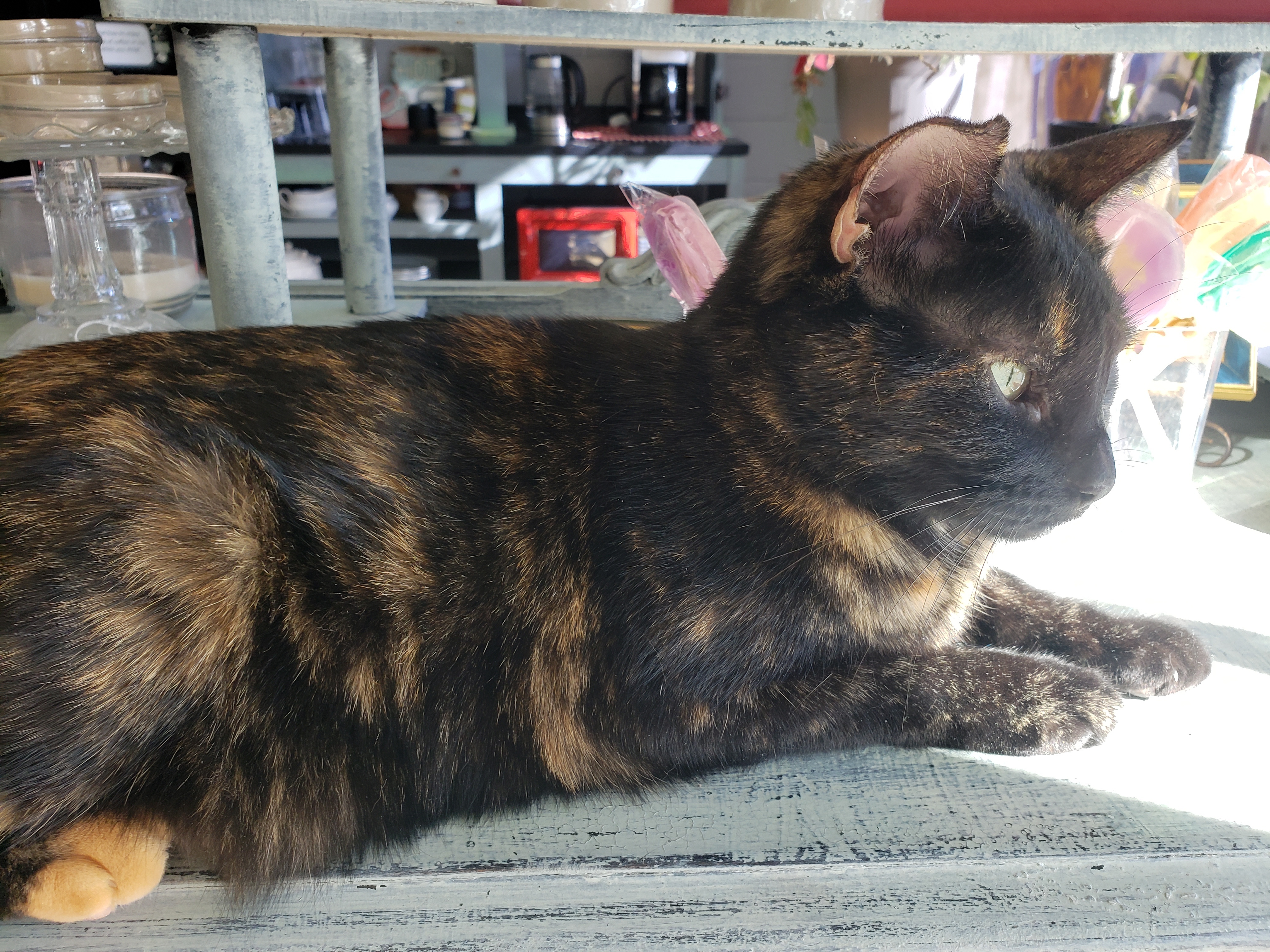 Pretty Kitty, an adoptable Domestic Short Hair in Camden, TN, 38320 | Photo Image 2