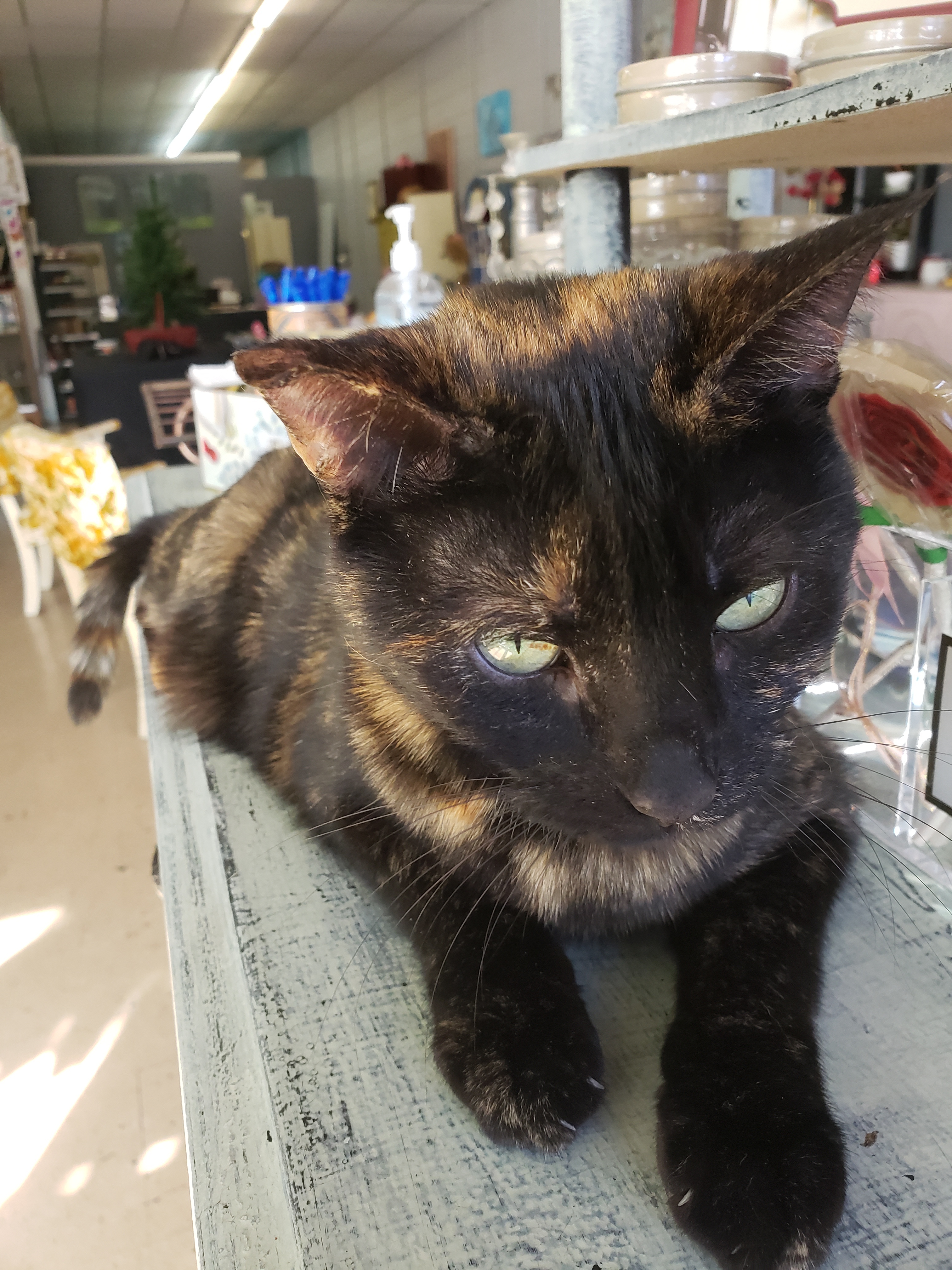 Pretty Kitty, an adoptable Domestic Short Hair in Camden, TN, 38320 | Photo Image 3