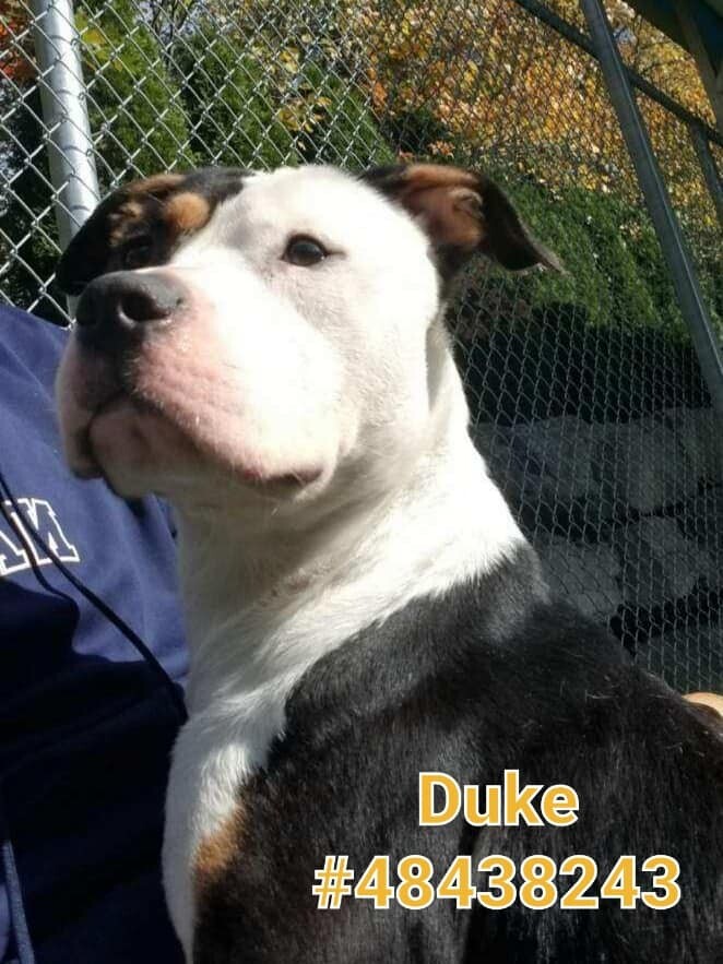 Duke 