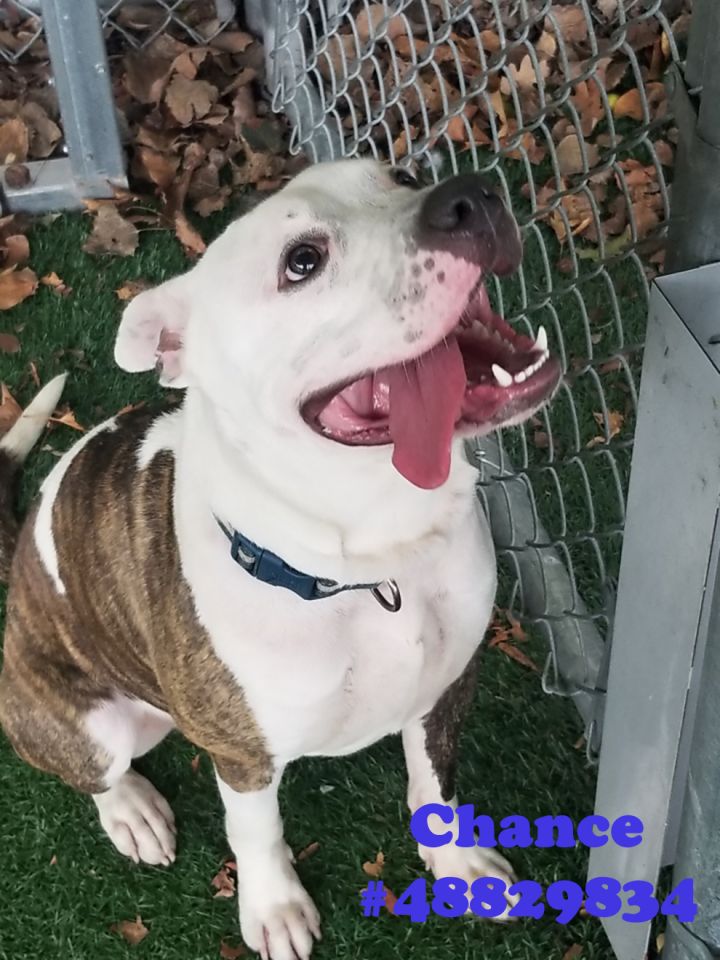 Chance , an adoptable Pit Bull Terrier Mix in Wilkes Barre, PA_image-2