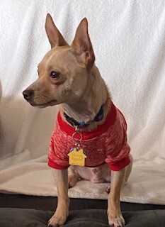 Stitch, an adopted Chihuahua in Louisville, KY_image-2