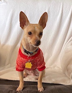 Stitch, an adopted Chihuahua in Louisville, KY_image-3