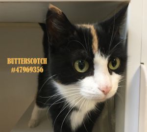 Butterscotch